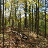 49 acres Hunting Land in Cameron NY images 4