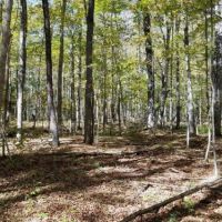 49 acres Hunting Land in Cameron NY images 5