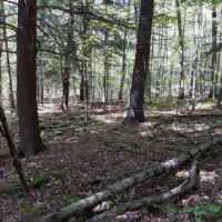 49 acres Hunting Land in Cameron NY images 6