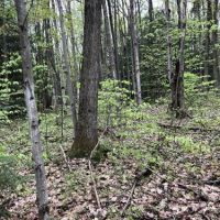 30 acres Hunting Lisle NY 180 Butterfield Rd images 2