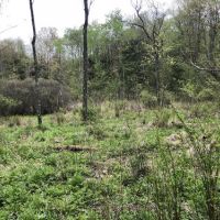 30 acres Hunting Lisle NY 180 Butterfield Rd images 3
