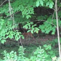 30 acres Hunting Lisle NY 180 Butterfield Rd images 5