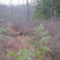 30 acres Hunting Lisle NY 180 Butterfield Rd images 6