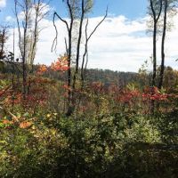 84 acres Hunting Humphrey NY Cooper Hill Road