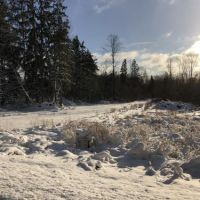84 acres Hunting Humphrey NY Cooper Hill Road images 3