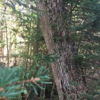 84 acres Hunting Humphrey NY Cooper Hill Road images 5