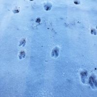 34 ac Hunting  Greene NY Buckley Hollow Road images 6