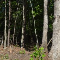 - 35 acres with Great Views of Paris Mountain - Unrestricted with public water Easley  SC images 2