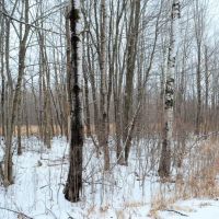 Quality Gated Hunting Property Marathon County WI images 3