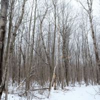 Quality Gated Hunting Property Marathon County WI images 4