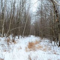 Quality Gated Hunting Property Marathon County WI images 5