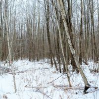 Quality Gated Hunting Property Marathon County WI images 6
