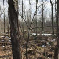 21 acres Lenox NY near Oneida Lake Beach images 2