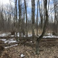 21 acres Lenox NY near Oneida Lake Beach images 3