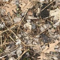 21 acres Lenox NY near Oneida Lake Beach images 4