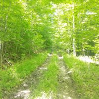 23 acres Hunt Greenwood NY Dennison Road images 3