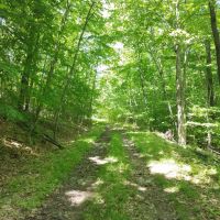 23 acres Hunt Greenwood NY Dennison Road images 5