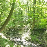 23 acres Hunt Greenwood NY Dennison Road