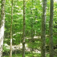 23 acres Hunt Greenwood NY Dennison Road images 6
