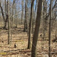 227 acres Hunting DeKalb NY State Rte 812 images 3