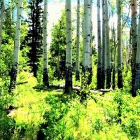 Rose Hips Ranch images 4
