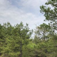 12.7 Acres  CR 4114 &nbsp; Tract 1011 images 4