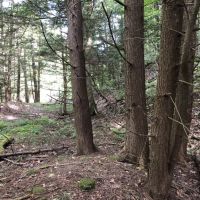 106 acs Hunting Recreational Land Amity NY images 6