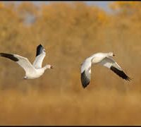 Duck & Goose Hunts Along the River in Indiana and Michigan