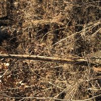 Gilbert Hunting Ranch images 5