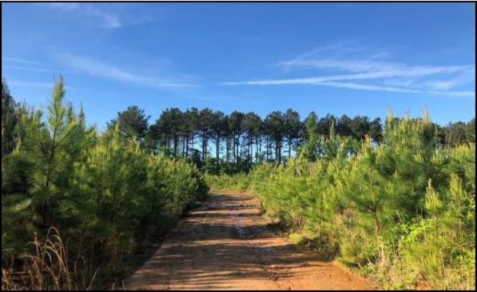 149.5 Acres in Madison County in Canton  MS featured image