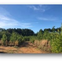 149.5 Acres in Madison County in Canton  MS images 3