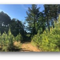 149.5 Acres in Madison County in Canton  MS images 6