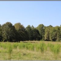 30 Acres in Neshoba County on County Road 832 in Philadelphia  MS images 5