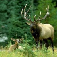 Wyoming Hunting &nbsp; Snowmobile Outfitting Business For Sale images 4
