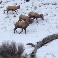 Wyoming Hunting &nbsp; Snowmobile Outfitting Business For Sale images 6