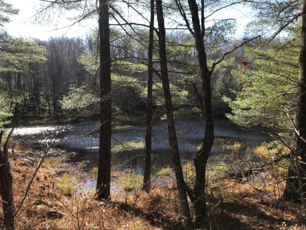 50 acres Timberland in Fine NY near the Oswegatchie River featured image
