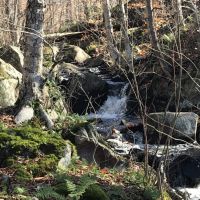 50 acres Timberland in Fine NY near the Oswegatchie River images 5