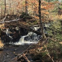 50 acres Timberland in Fine NY near the Oswegatchie River images 6