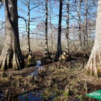 200 ac - CRP Income &nbsp; Hunting Tract images 6