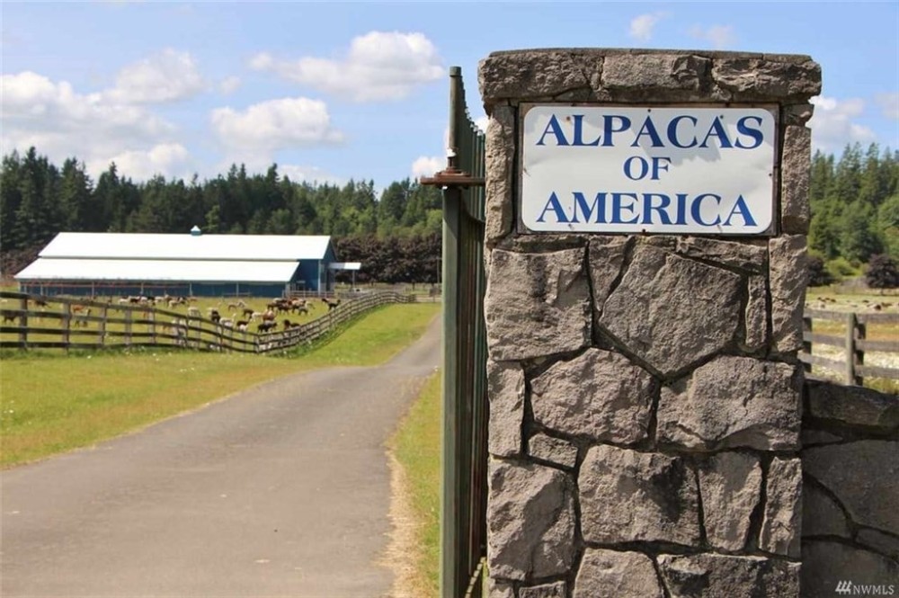Tenino Alpaca Ranch featured image