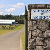 Tenino Alpaca Ranch