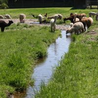 Tenino Alpaca Ranch images 4