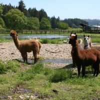 Tenino Alpaca Ranch images 6