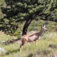 Denny Ranch images 6