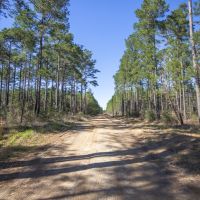 49 Acres &nbsp; FM 355 Fountain Rd &nbsp; Brushy Creek &nbsp;   Tract A5 images 3