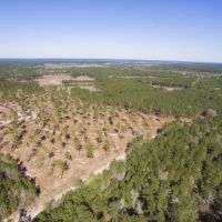 67 Acres &nbsp; FM 355 &nbsp; Brushy Creek &nbsp;   Tract A6 images 5