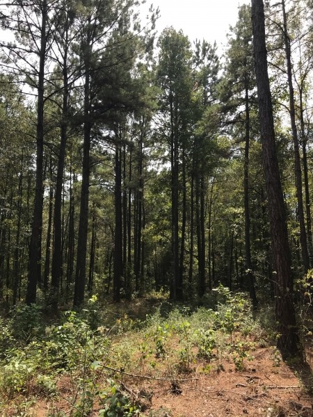 22 Acres in Jefferson Davis County in Prentiss  MS featured image