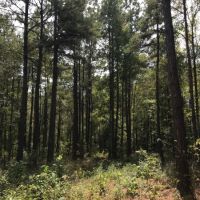 22 Acres in Jefferson Davis County in Prentiss  MS