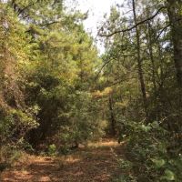22 Acres in Jefferson Davis County in Prentiss  MS images 2
