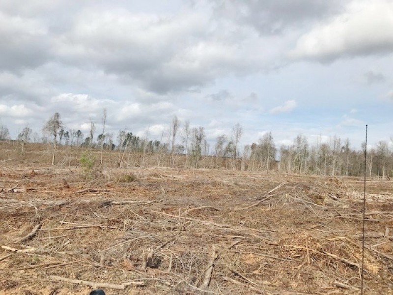 67 acre Recreational and Hunting Property in Pike County  MS featured image